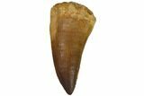 Fossil Mosasaur (Prognathodon) Tooth - Top Quality #114160-1